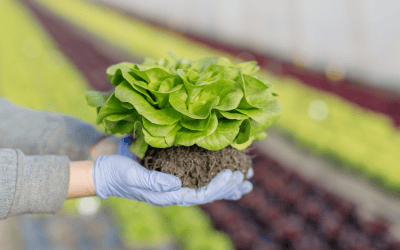 Pfenning’s Organic Vegetables sows the seeds of a sustainable future
