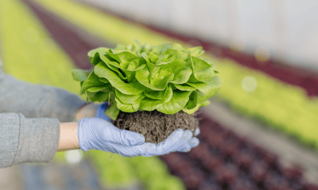 Pfenning’s Organic Vegetables sows the seeds of a sustainable future