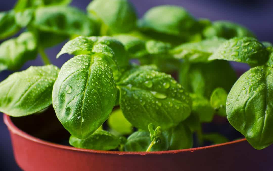 Tips for growing herbs indoors