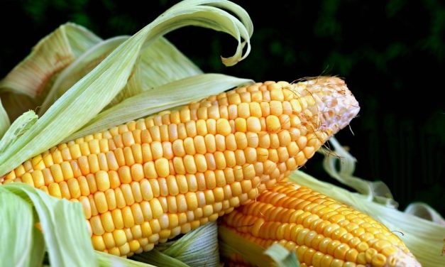 Creative tips for using every part of the corn